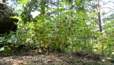 Просто красивые картинки природы в Боровом на пути к истоку Иманаевского ручья