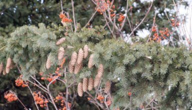 Поселок Окжетпес, Боровое. 3-я часть. Природа. Кокшетау Онлайн.