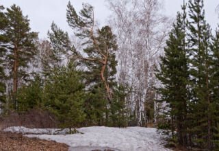 По последнему снегу. Экопарк. Кокшетау Онлайн.