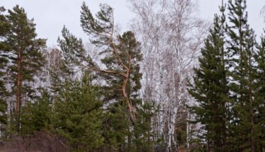 По последнему снегу. Экопарк. Кокшетау Онлайн.