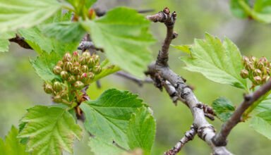Цветы мая. Кокшетау Онлайн.