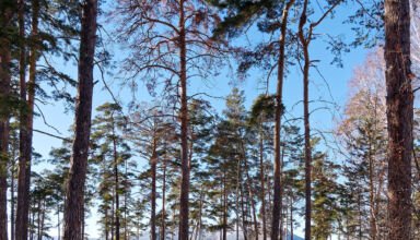 Октябрь - предвестник зимы. Боровое. Кокшетау Онлайн. Фотозарисовки с берега Боровского озера после сильнейшего снегопада и первых морозов.