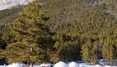 Немного зимних картинок с поляны Абылай хана (Ясной поляны). Стелла, беркуты, "ждун" под часами, гора Кокшетау (Синюха). 17 января 2023.