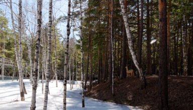 Фотозарисовки небольшой прогулки вдоль замерзшего ещё Иманаевского ручья к "водопаду". 5 апреля 2023.