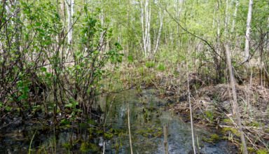 Фотозарисовки с болот в Боровом и вокруг. Три года пытаюсь найти хоть одну лягушку, вывелись? 22 мая 2023.