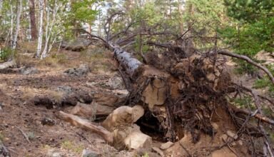 Последствия ежегодных ураганов. Смерчи избирательно выдергивают деревья, как молодые, так и старые. Особенно достаётся тем, которые слабо закрепились корнями за верхний слой почвы. 15 августа 2023.