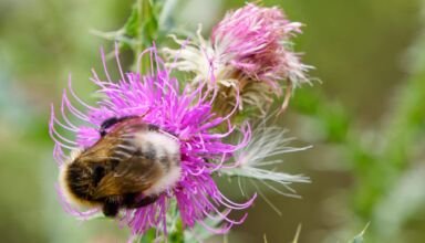 Крохотные августовские цветы, полузасохшие от продолжительной засухи. Птички - дятлы и, видимо, шустрые горихвостки, пчёлы. Длинноухого зайца не успел поймать. 15 августа 2023.