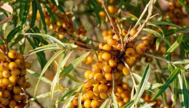 Подборка открыток из Борового. Озеро, лес, цветы, полянки. 17 августа 2023.