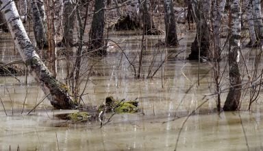 Небольшая прогулка по залитому лесу и велодорожке. Всё в воде, переполненная речушка Сарыбулак, лёд под водой, лесные монстры. 6 апреля 2024.