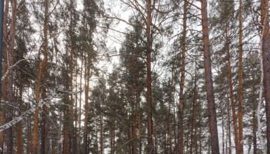 Немного картинок из леса п.Окжетпес. Тихо, не холодно, снежок, никого вокруг. 9 марта 2025.