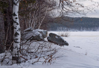 Прогулка по привычному маршруту по велодорожкам. Нарядившийся лес к Новому году, сорока, решившая, что она дятел, виды с берега замёрзшего Боровского озера, немного посёлка Окжетпес. Тихо, тепло, пасмурно. Никого вокруг. 13 декабря 2025.