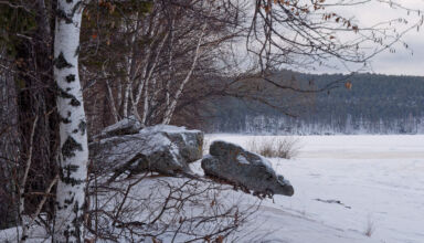 Прогулка по привычному маршруту по велодорожкам. Нарядившийся лес к Новому году, сорока, решившая, что она дятел, виды с берега замёрзшего Боровского озера, немного посёлка Окжетпес. Тихо, тепло, пасмурно. Никого вокруг. 13 декабря 2025.