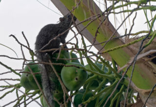 Белок больше, чем у нас комаров ) Разгрызают спелые кокосы, ждут когда забродит, затем едят его и носятся по деревьям. И так целыми днями. 2-17 апреля 2026