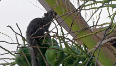 Белок больше, чем у нас комаров ) Разгрызают спелые кокосы, ждут когда забродит, затем едят его и носятся по деревьям. И так целыми днями. 2-17 апреля 2026