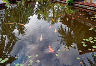 Инфо-тур в рай :) Продолжение 3. За то, что в детстве слушали маму и папу, а потом и Ларису Гладкову из АвиаТурАгентства "Argo-Travel", при жизни побывали в раю. Шикарый отель, огромная территория в горах и джунглях, речки, тропические деревья и цветы, воздух. Всё на отлично! А завтрак лучший из всех, где побывал. В этом альбоме территория отеля. Много ракурсов. 2 - 17 апреля 2026.