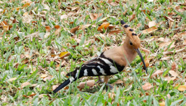Птицы, которых успел поймать в объектив. Их там очень много, больших и маленьких, разноголосье целый день. 2 - 17 апреля 2026