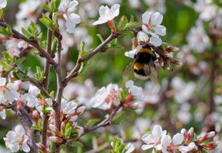 Фотопрогулка по велодорожке. Птички, первые цветы, первые листья, первые грибы. Несколько лет затопленный лес, "новый Променад". Тихо, тепло, почти солнечно. 29 апреля 2026.