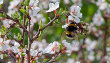 Фотопрогулка по велодорожке. Птички, первые цветы, первые листья, первые грибы. Несколько лет затопленный лес, "новый Променад". Тихо, тепло, почти солнечно. 29 апреля 2026.