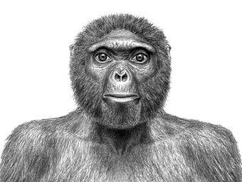 Предположительный внешний вид Арди. Изображение авторов одной из работ, Jay H. Matternes